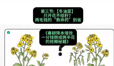 第三节：【冬油菜】只开花不结籽？两毛钱的&ldquo;救命药&rdquo;别省