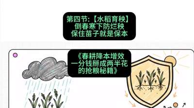 第四节：【水稻育秧】倒春寒下防烂秧，保住苗子就是保本