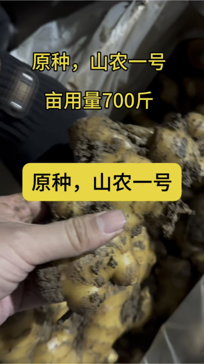 原种，山农一号