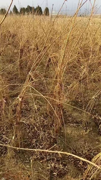 出售药用连翘苗，科研五号优质种苗，2/5年苗，药用连翘树，挂果树，全国包邮到家！财富密码18534302961出售药用连翘苗，科研五号优质种苗，2/5年苗，药用连翘树，挂果树，全国包邮到家！财富密码1