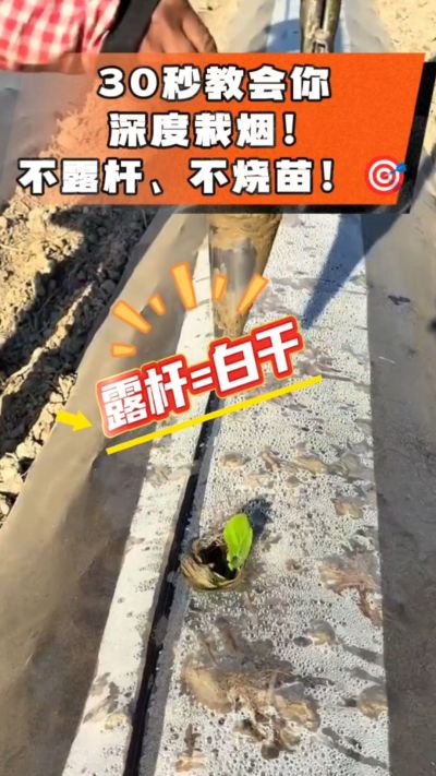 这个栽法太关键了！深栽是烤烟成活的根本，亲测有效！