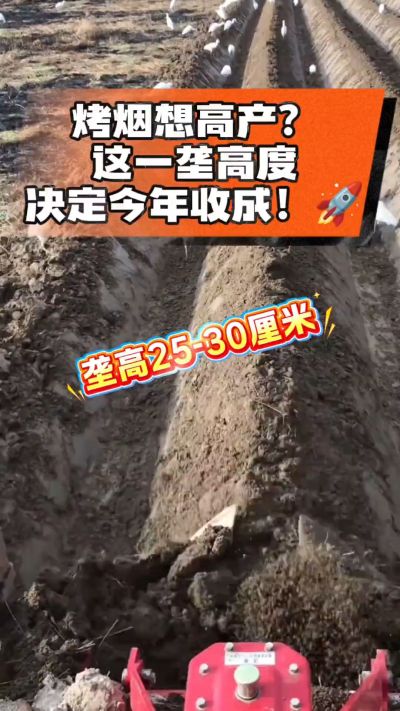 想让烤烟高产，就得从细节抓起。分享一点实打实的干货，只为帮大家少走弯路，种出好烟叶！🌱👍