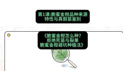 第1节：脆蜜金柑品种来源、特性与真假苗鉴别，课程：《脆蜜金柑怎么种？拒绝死苗与裂果，脆蜜金柑8步避坑种植法》#识农AI