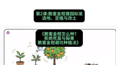 第2节：脆蜜金柑建园标准：选地、定植与改土，课程：《脆蜜金柑怎么种？拒绝死苗与裂果，脆蜜金柑8步避坑种植法》#识农AI
