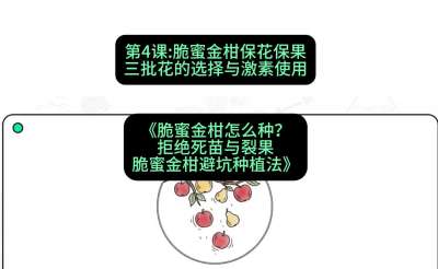 第4节：脆蜜金柑保花保果：三批花的选择与激素使用，课程：《脆蜜金柑怎么种？拒绝死苗与裂果，脆蜜金柑8步避坑种植法》#识农AI