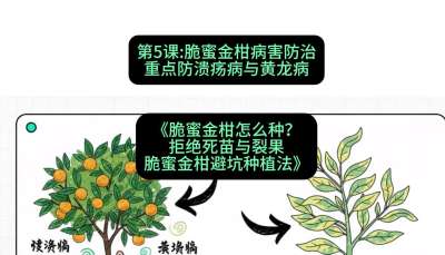 第5节：脆蜜金柑病害防治：重点防溃疡病与黄龙病，课程：《脆蜜金柑怎么种？拒绝死苗与裂果，脆蜜金柑8步避坑种植法》#识农AI