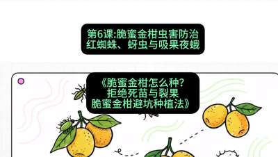 第6节：脆蜜金柑虫害防治：红蜘蛛、蚜虫与吸果夜蛾，课程：《脆蜜金柑怎么种？拒绝死苗与裂果，脆蜜金柑8步避坑种植法》#识农AI