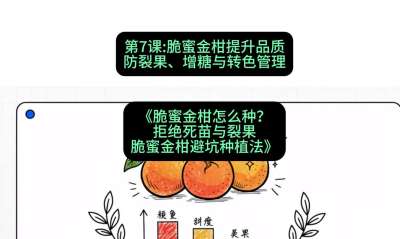 第7节：脆蜜金柑提升品质：防裂果、增糖与转色管理，课程：《脆蜜金柑怎么种？拒绝死苗与裂果，脆蜜金柑8步避坑种植法》#识农AI