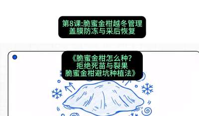 第8节：脆蜜金柑越冬管理：盖膜防冻与采后恢复，课程：《脆蜜金柑怎么种？拒绝死苗与裂果，脆蜜金柑8步避坑种植法》#识农AI