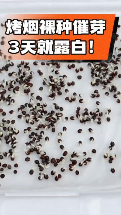 烤烟裸种催芽小技巧，清水浸泡、保温保湿，3天就能露白，出苗快又齐！烟农朋友收藏备用～