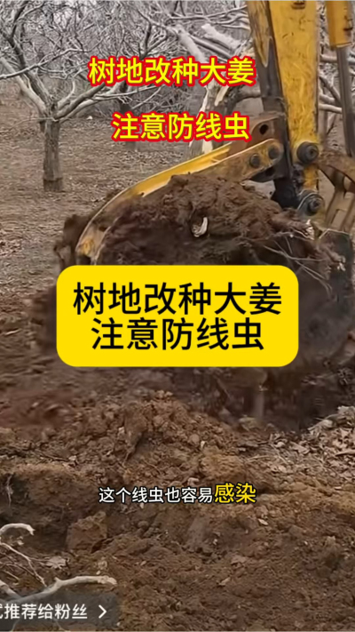 树地改种大姜，注意防线虫！