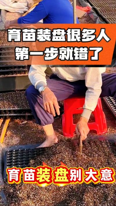 烤烟育苗基质装盘，一步做对，出苗整齐又壮苗！装盘技巧记牢，少走弯路，育苗更省心