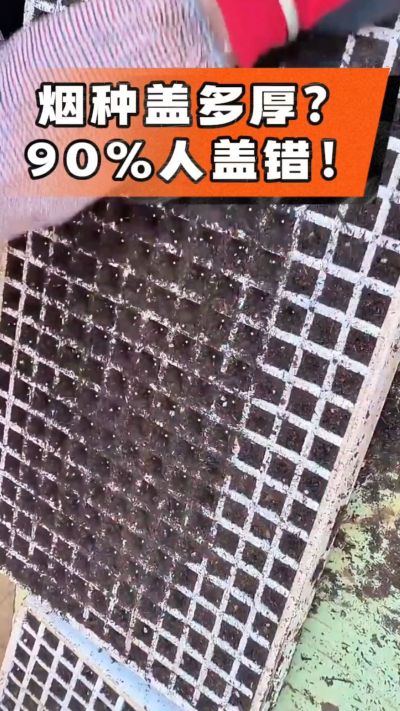 烟种盖多厚？90%烟农都盖错！薄盖才出苗齐、不闷种，烤烟育苗关键一步，照着做就对了