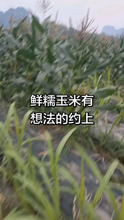 农户种植的白糯玉米大量上市，助农帮农在行动