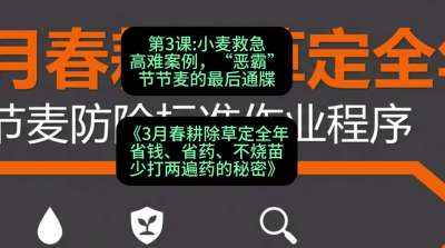 第3节：小麦救急高难案例，&ldquo;恶霸&rdquo;节节麦的最后通牒，课程：《3月春耕除草定全年：省钱、省药、不烧苗、少打两遍药的秘密》