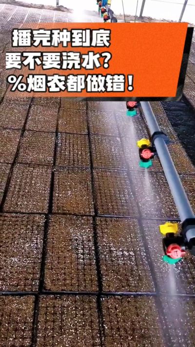 烤烟播完种一定要浇透底水，喷雾慢浇、别大水冲，盘底漏水才算到位，出苗又齐又壮！#烤烟育苗 #烤烟种植 #烟农干货 #育苗技术