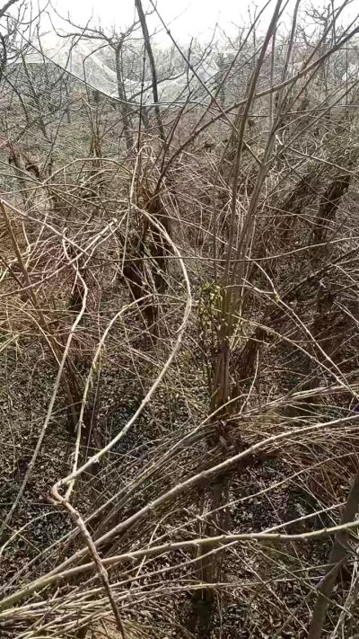 出售药用连翘苗，科研五号优质种苗，2/5年苗，药用连翘树，挂果树，全国包邮到家！财富密码18534302961