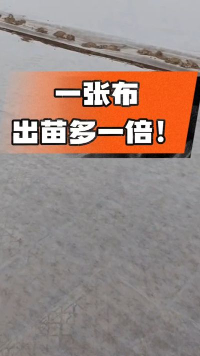 烤烟育苗盖无纺布，保温保湿出苗齐，不烂种、出苗快，烟农必备小技巧！