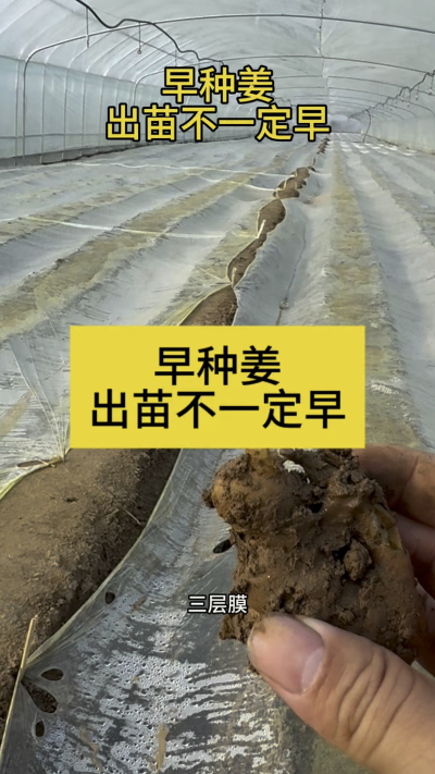 早种姜，出苗不一定早！