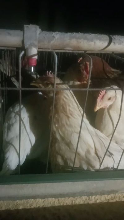 这鸡群在怪叫，怪叫的原因是痰化黏着，形成的比呼噜更重的一种呼吸道。其病因为肺中有热，热灼而痰黏，从而引起的怪叫。