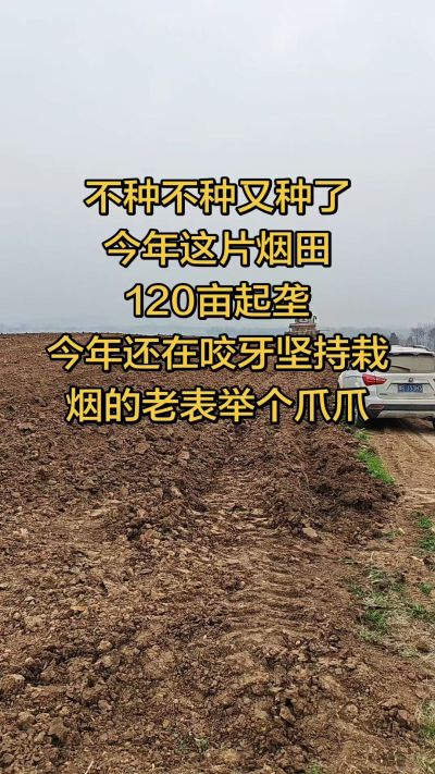 不种不种又种啦，还在咬牙坚持栽烟的老表集合啦！