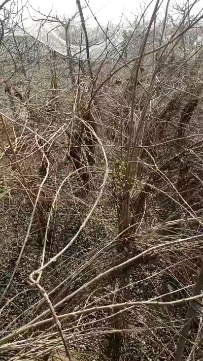 药用连翘苗，科研种苗定制树。挂果树。需要联系18534302961