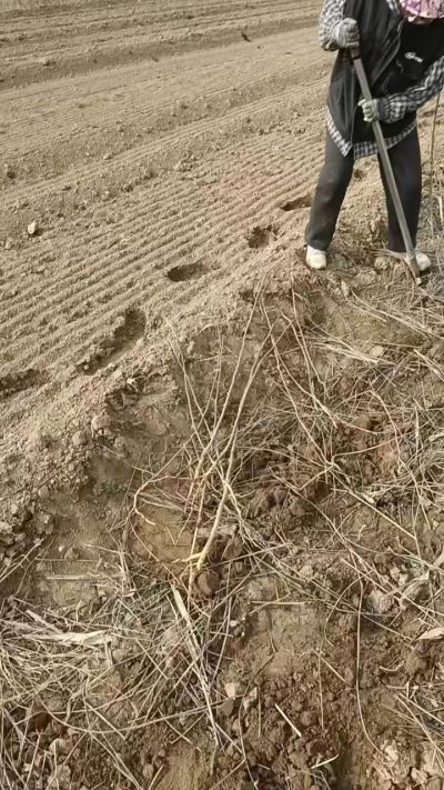 臭椿苗，一年籽播苗，地径0.5/1公分以上。需要联系18534302961