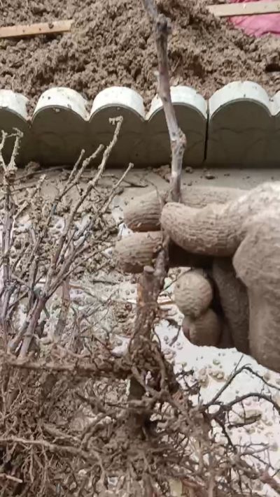 巨峰葡萄苗，一年扦插苗，需要联系我18534302961