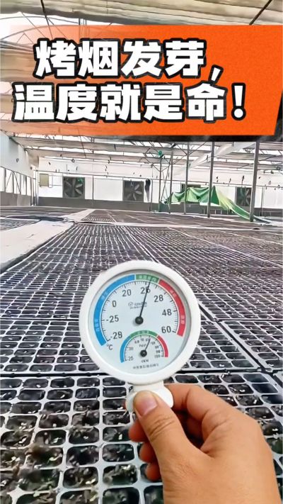 老烟农都懂：发芽温度不对，后期再管都白费！