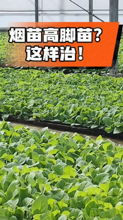 烤烟齐苗期管理关键：精准控温，防高脚苗，培育壮苗好上手！