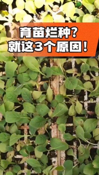 烤烟育苗烂种？3个原因讲清楚！消毒、控水、控温，做到就苗齐苗壮🔥
#烤烟育苗 #烤烟种植 #烂种防治 #烟农