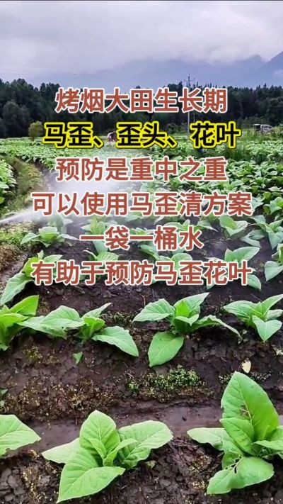 烤烟大田生长期，马歪歪头花叶预防是重中之重，可以使用马歪清方案，一袋一桶水，有助于预防马歪花叶。
烤烟管理早做一步，后期少操心！#烤烟种植#烤烟管理#烤烟大田管理#烤烟病害防治