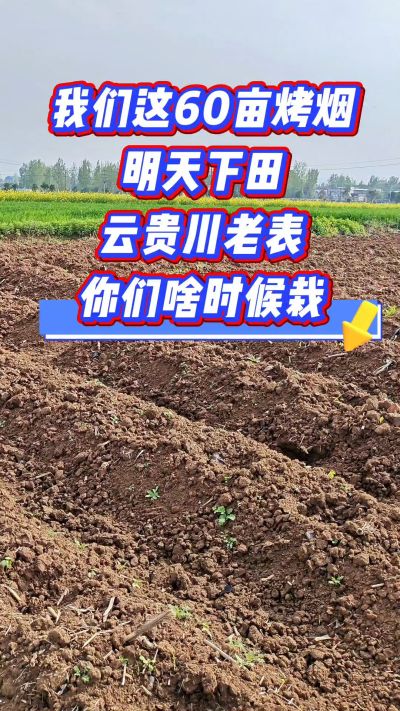 烤烟移栽季，我们60亩明天下田，云贵川老表，你们开栽了吗？