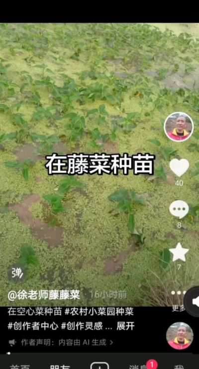 要想空心菜成活率高，种苗先栽到水田里，搬出去