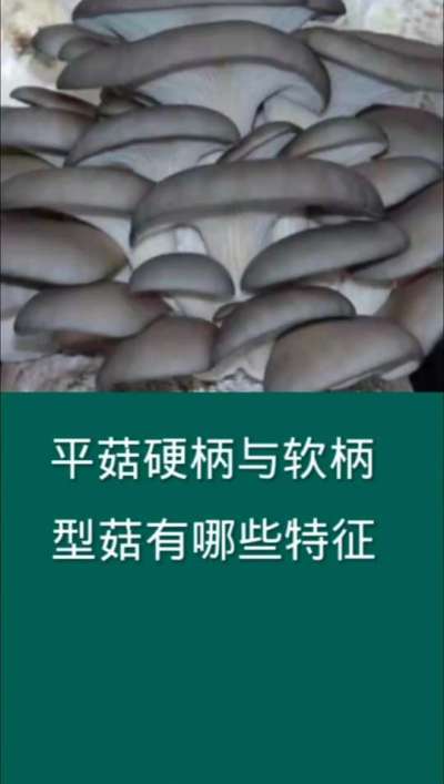 平菇硬柄与软柄型菇的特征
